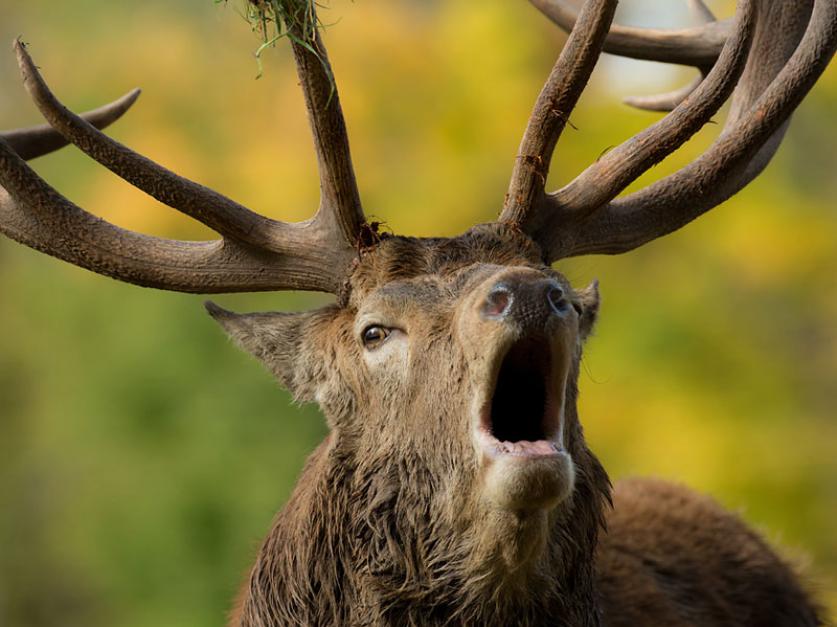 WildPark Schloss Tambach