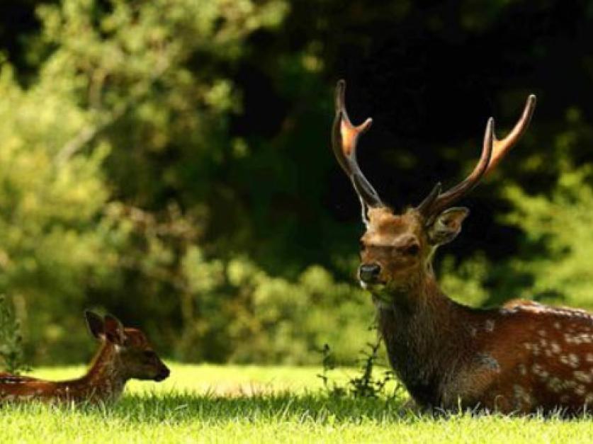 Wild- und Freizeitpark Allensbach