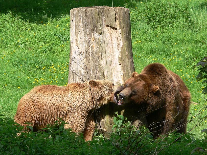 von G8w, lizenziert CC BY-SA 3.0 Wikimedia