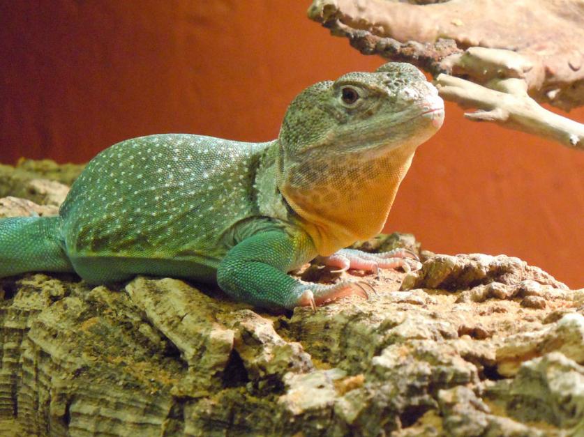 Reptilienzoo Scheidegg