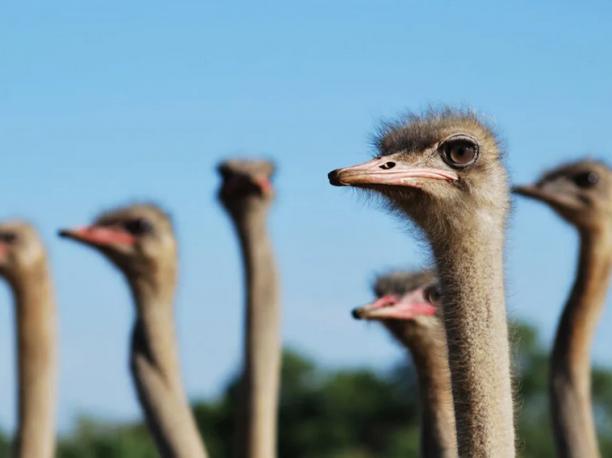 Straußenfarm Ostseeblick