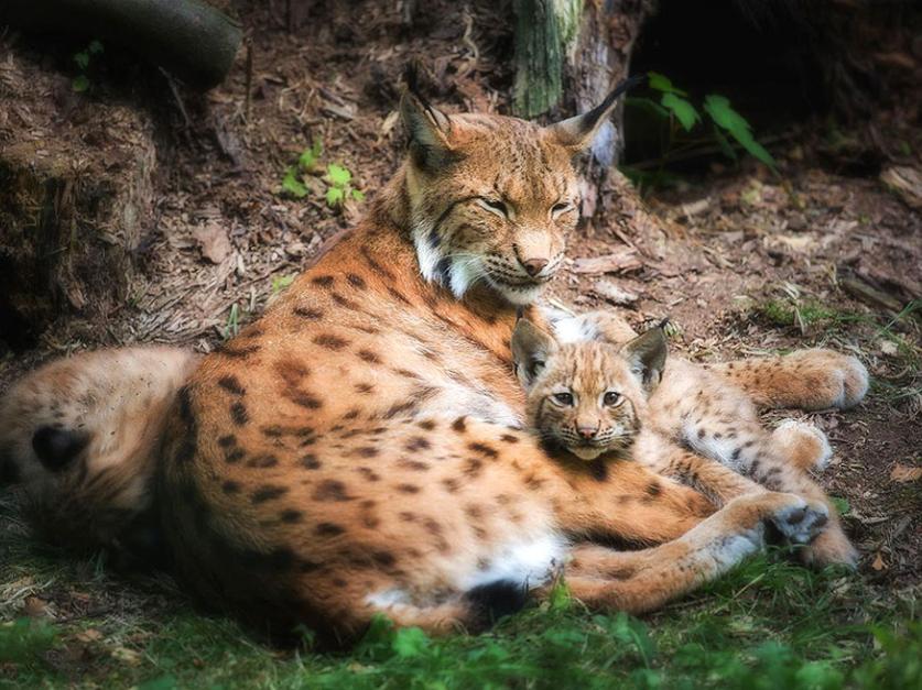 Bayerwald-Tierpark Lohberg