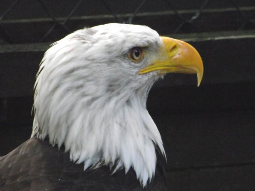 Adlerwarte Niederwald