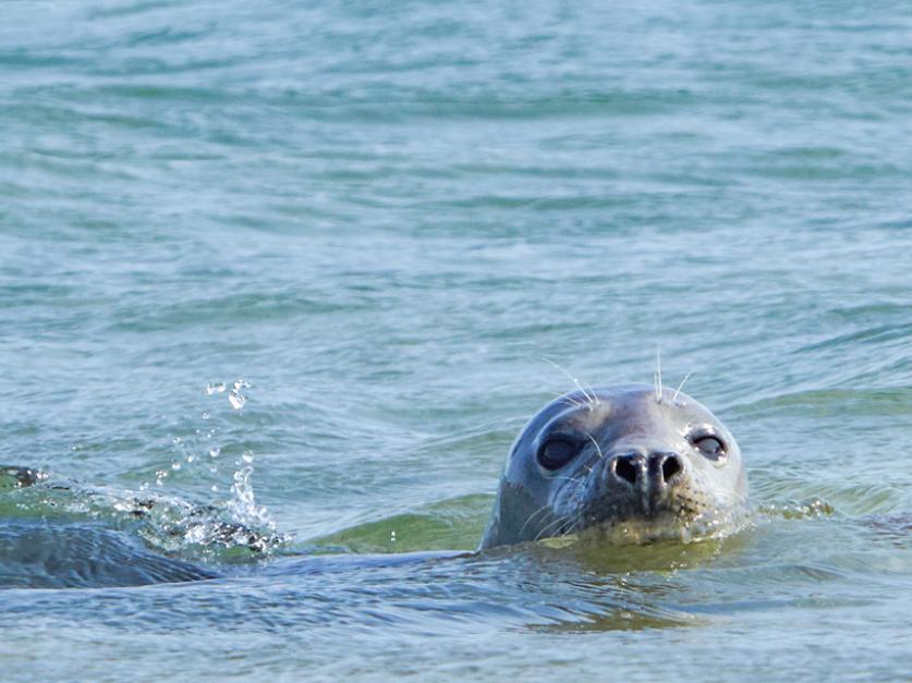 Reederei Cassen Eils GmbH