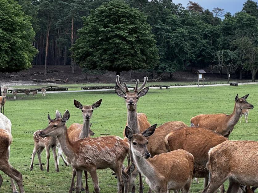 Wildpark Johannismühle 
