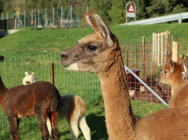 Alpakashop Achensee
