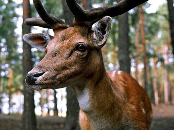 Wildpark Schwarzach