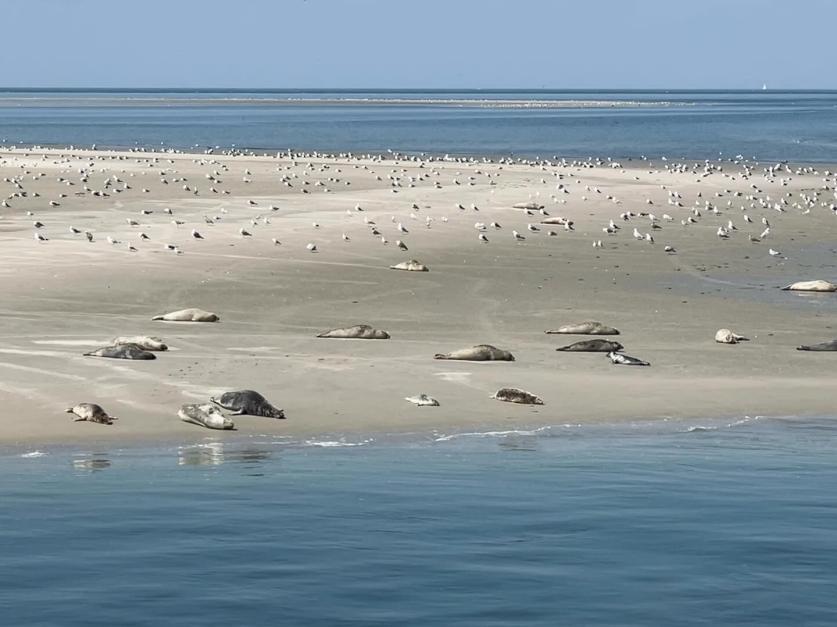 Zeehond Robbentochten