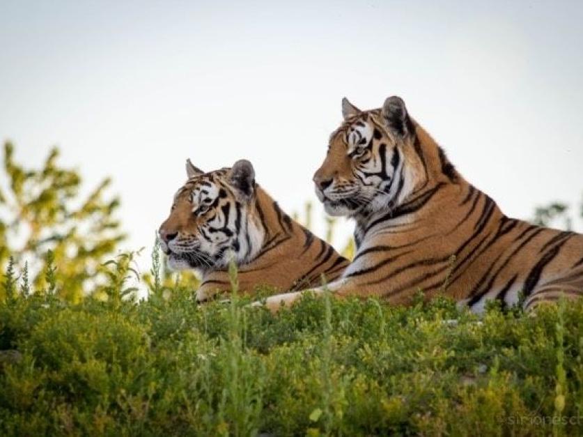 Giraffen, Tiger ...