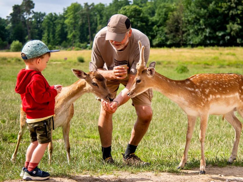 viele Tiere im Park lassen sich gerne füttern