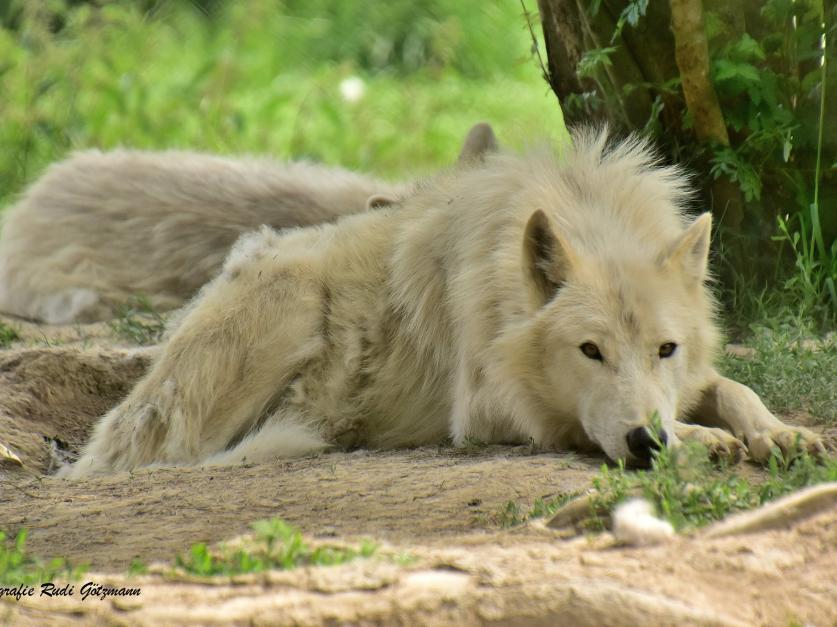 Hochwildschutzpark Hunsrück