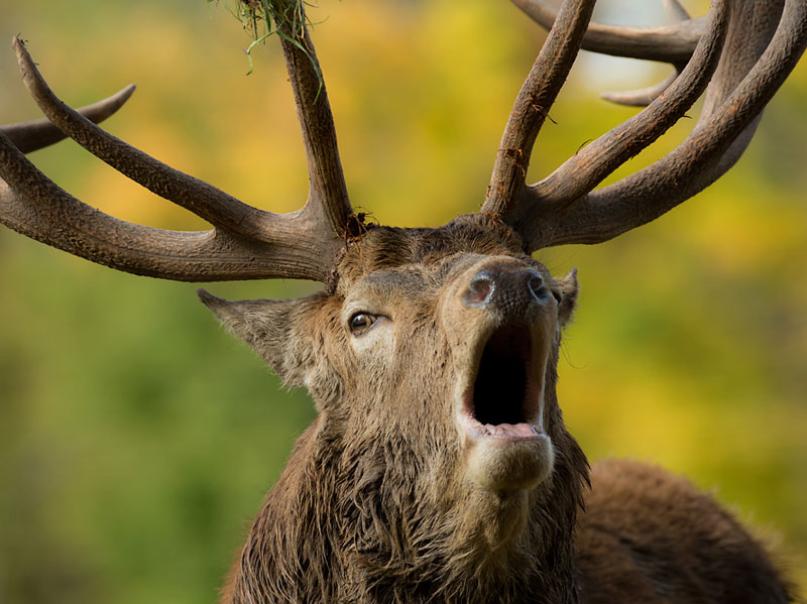 WildPark Schloss Tambach