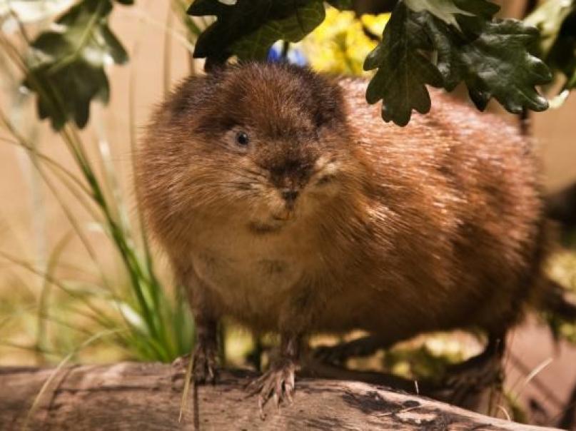 Wildgatter Hildesheim