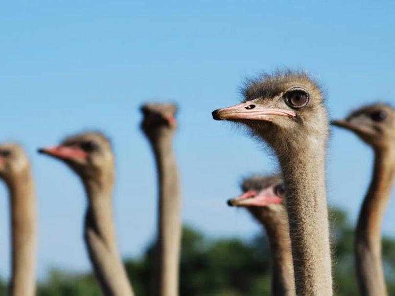 Straußenfarm Ostseeblick
