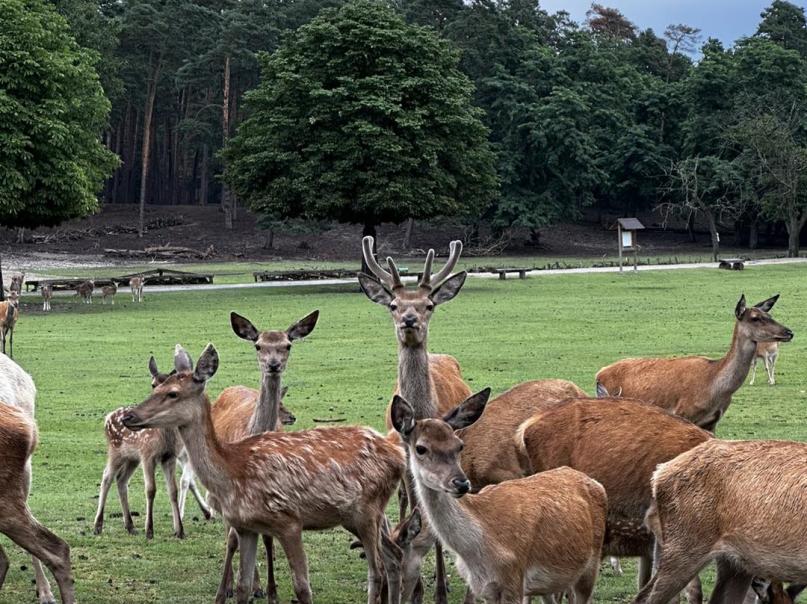 Wildpark Johannismühle 