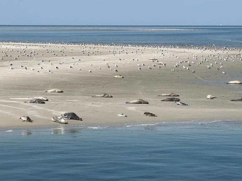 Zeehond Robbentochten