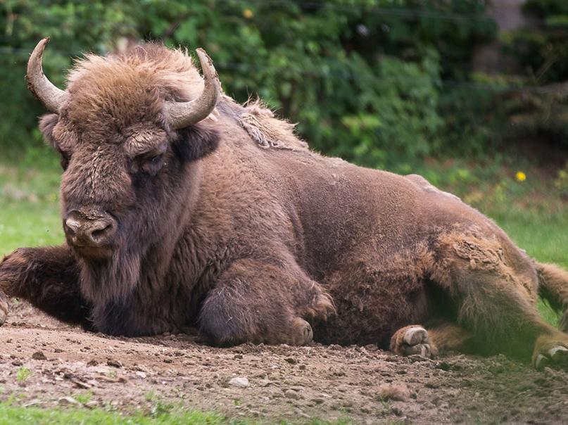 Bayerwald-Tierpark Lohberg