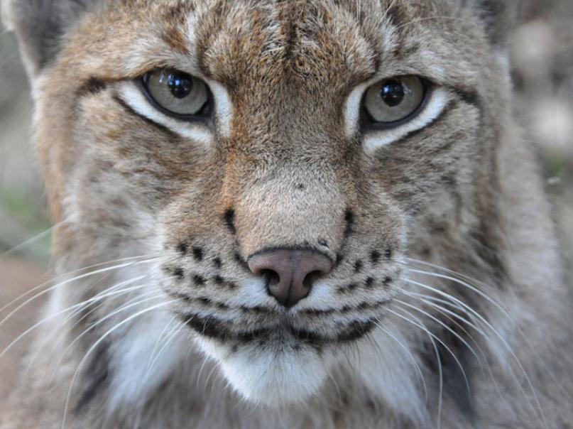 Naturzentrum Wildpark Knüll