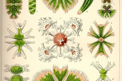 Zieralgen aus: E.Haeckel, Kunstformen der Natur