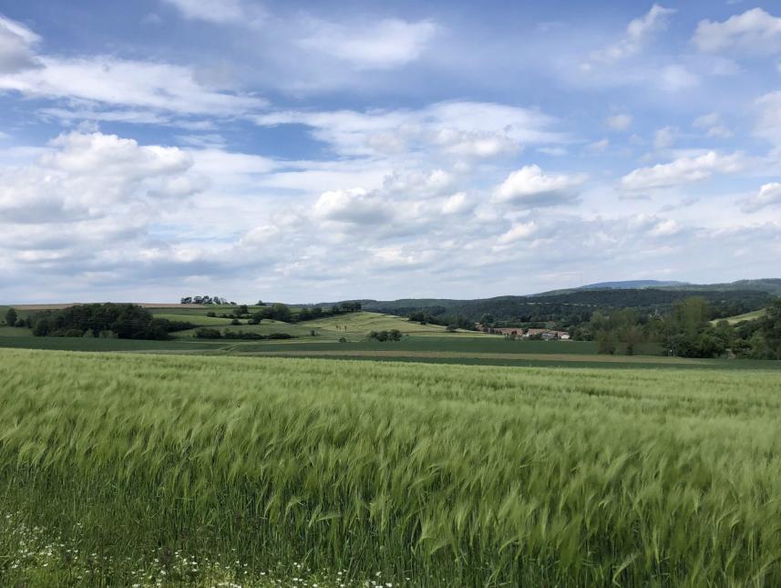 Waldreiche Umgebung zum Wandern und Erkunden