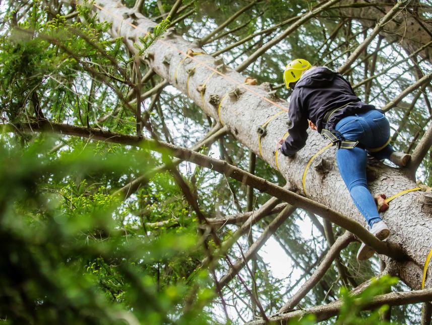 Kletterbaum "Stairway to heaven"