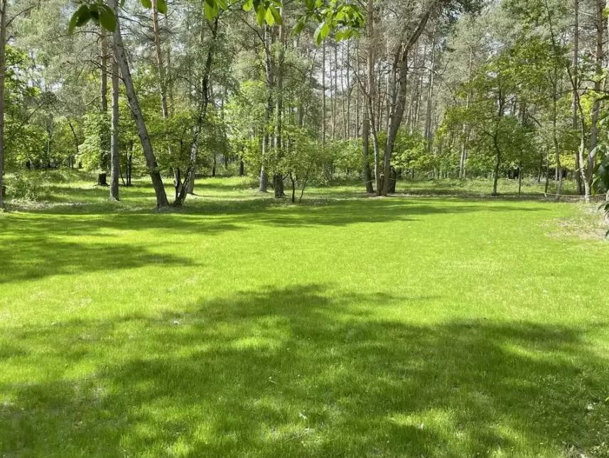 Zeltplatzwiese im Wald