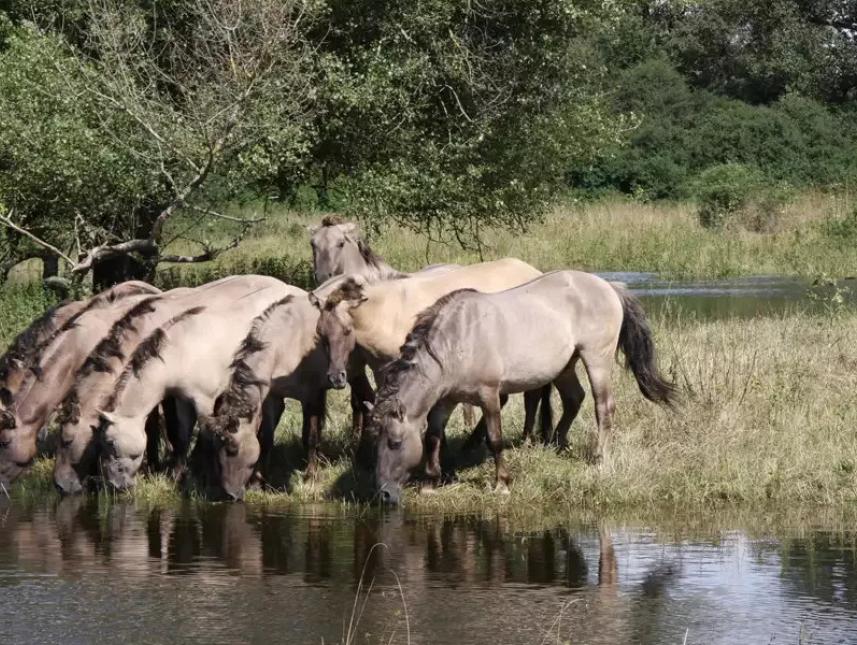 Wildnis erleben - mit Wildpferden, Auerochsen und Wasserbüffeln