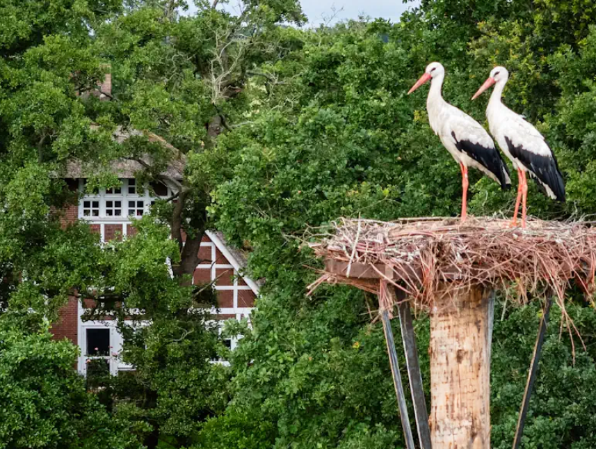 Storchenest vor dem Erlenhof