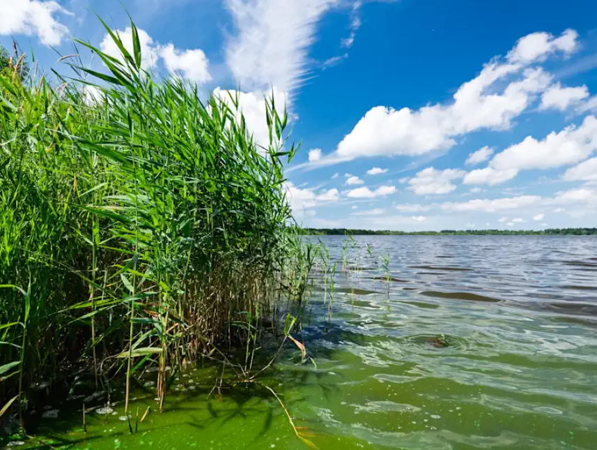 Schilfufer am nahen Flögelner See