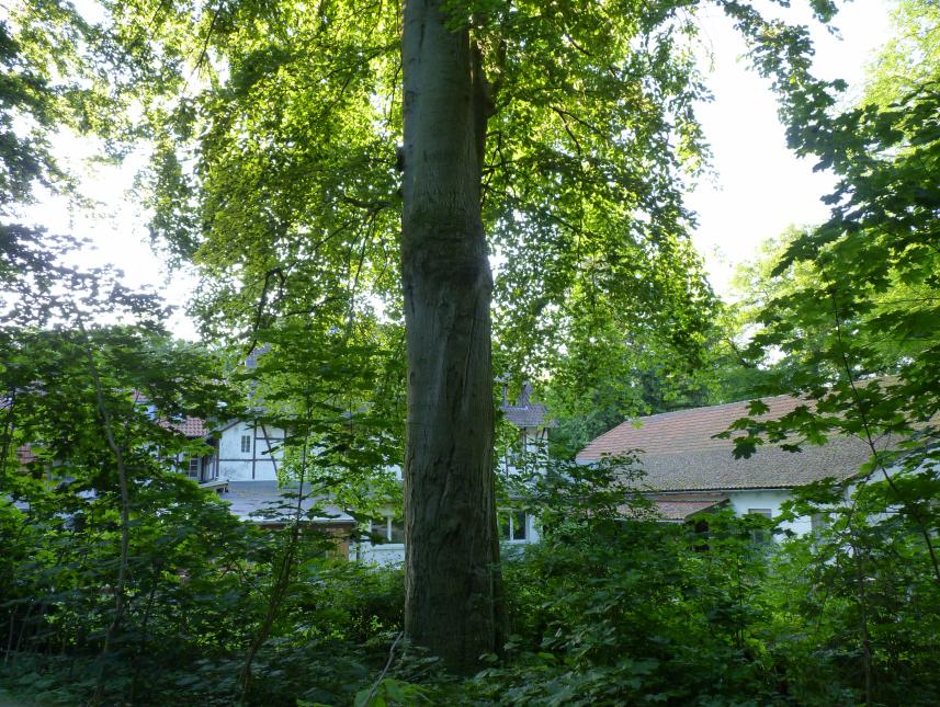 angrenzendes Waldstück mit Blick auf das Haus