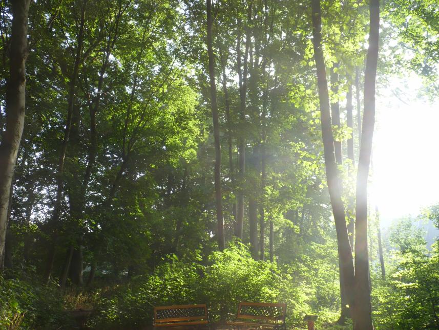 kleiner Zeltplatz, angrenzendes Waldstück