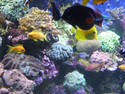 Korallenriff-Aquarium im Naturzentrum Eifel