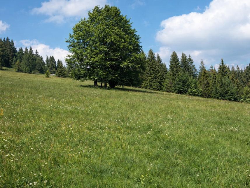 Die Wiese am Posthäusle