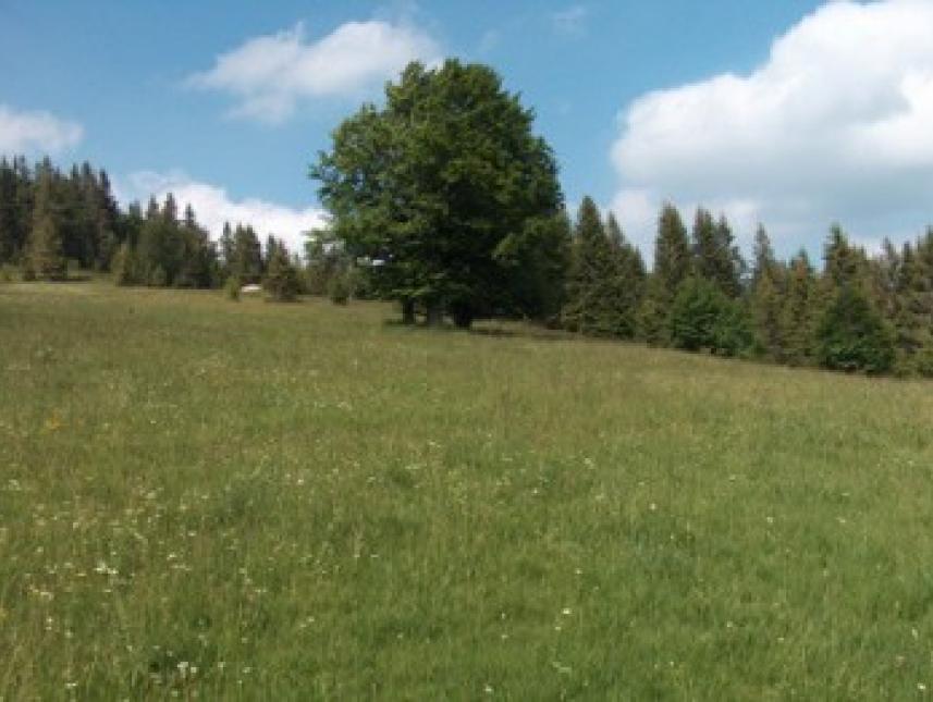 Die Wiese am Posthäusle