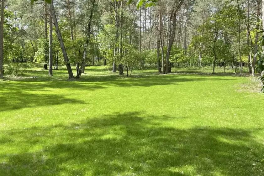 Zeltplatzwiese im Wald