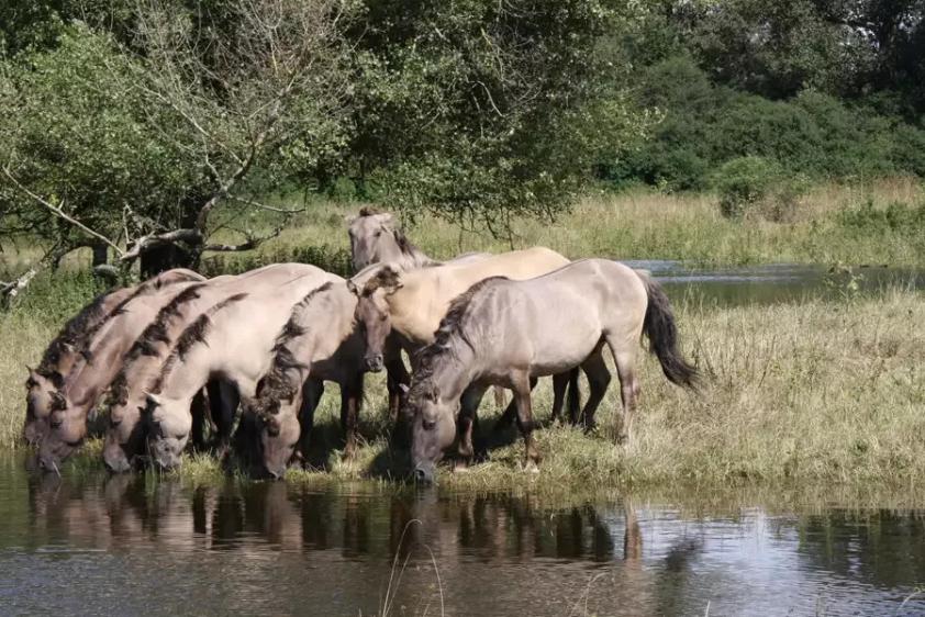 Wildnis erleben - mit Wildpferden, Auerochsen und Wasserbüffeln