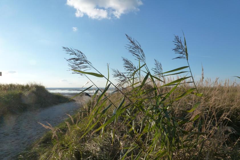 Düne