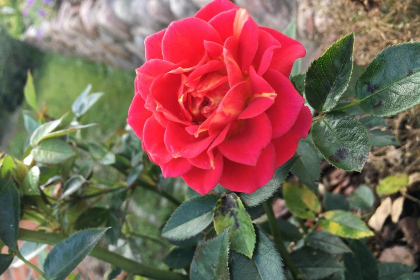 Ein wunderschöner Garten 