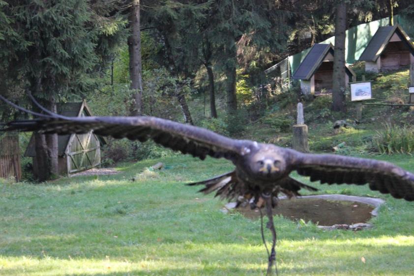 Greifenwarte, Falknerei am Rennsteig 5 km