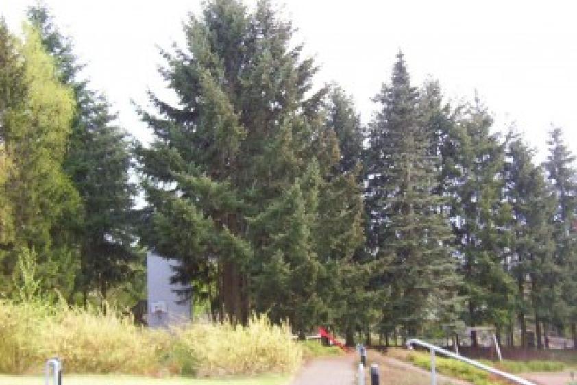Ruhe genießen, Stille erleben - der Pfälzerwald lädt dazu ein