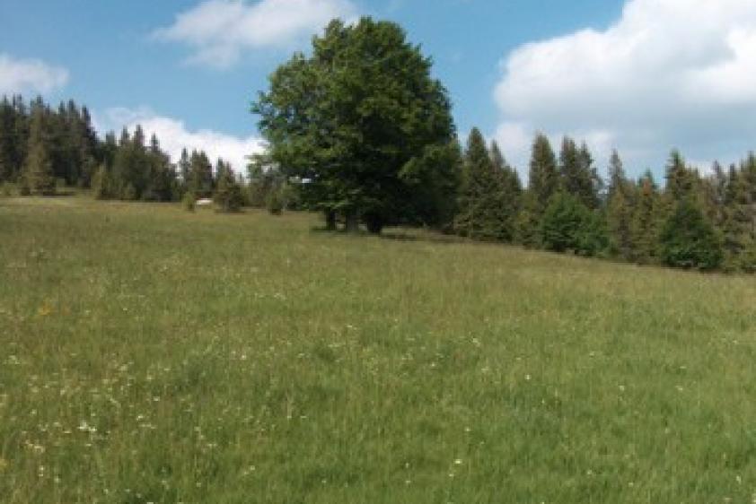 Die Wiese am Posthäusle