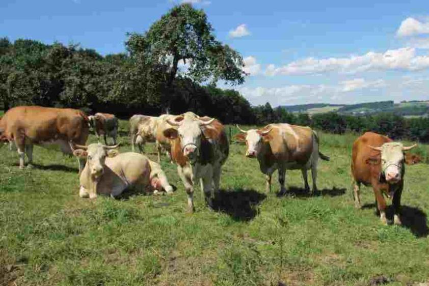Urlaub auf dem Bauernhof