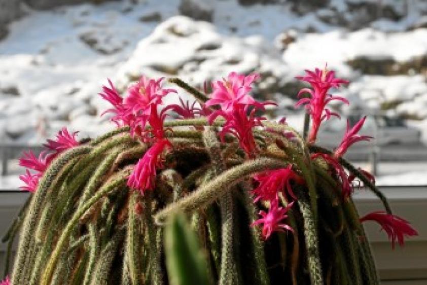 Blumen gibt es auch im tiefsten Winter im Haus T.