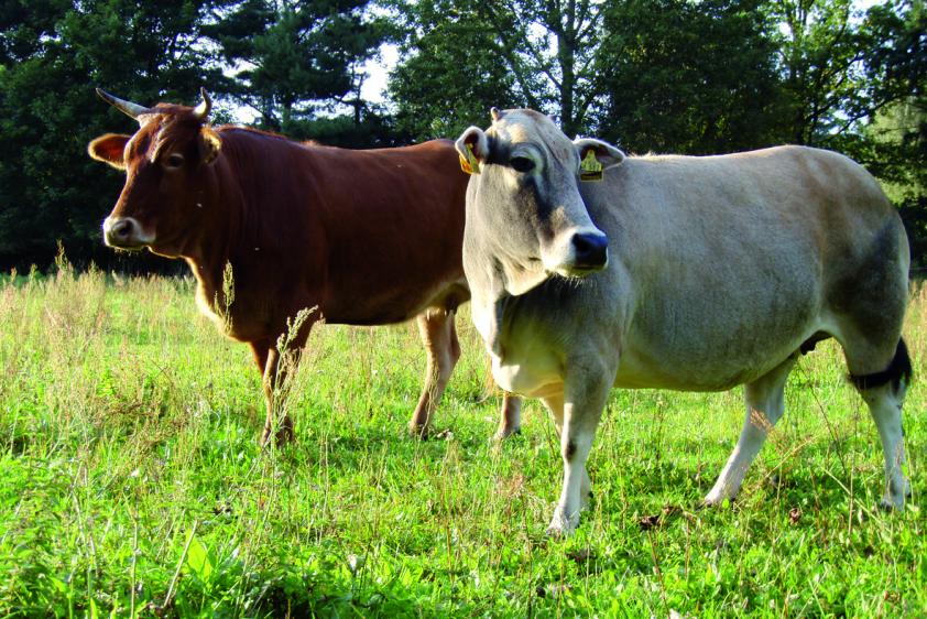 Unsere Tiere