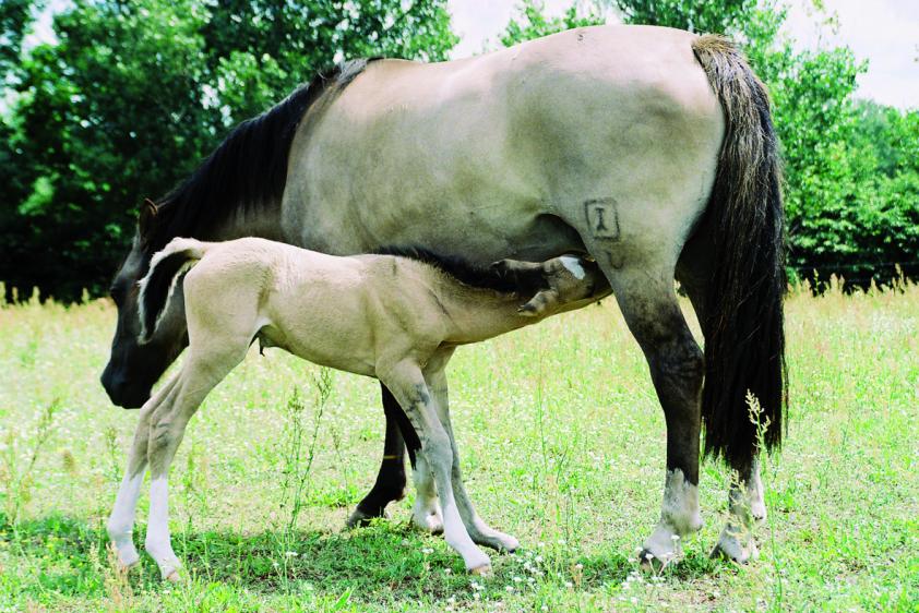 Unsere Tiere