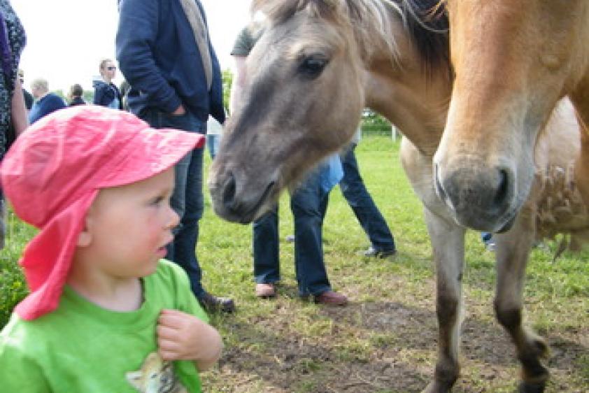 Auf der Schauweide - mit Wildpferd auf Du und Du