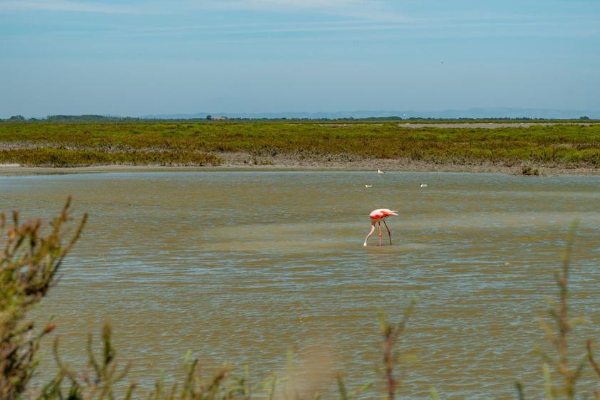 Flamingos in freier Wildbahn