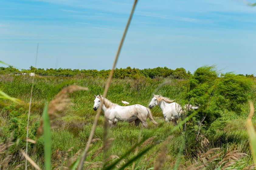 Camargue- Wildpferde