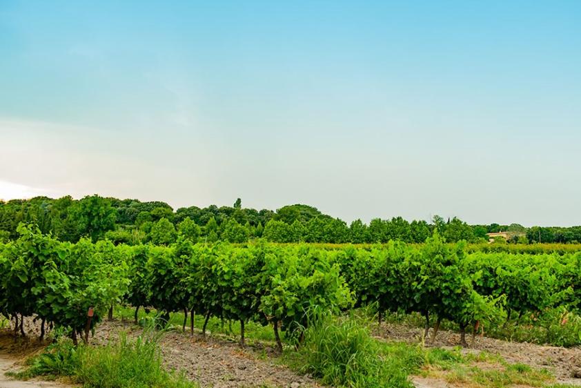 Blick auf die Weinberge