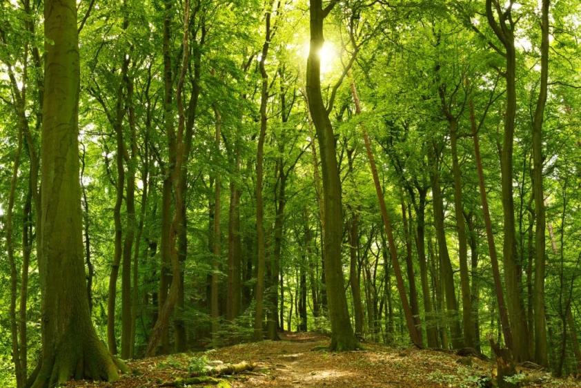 Natur